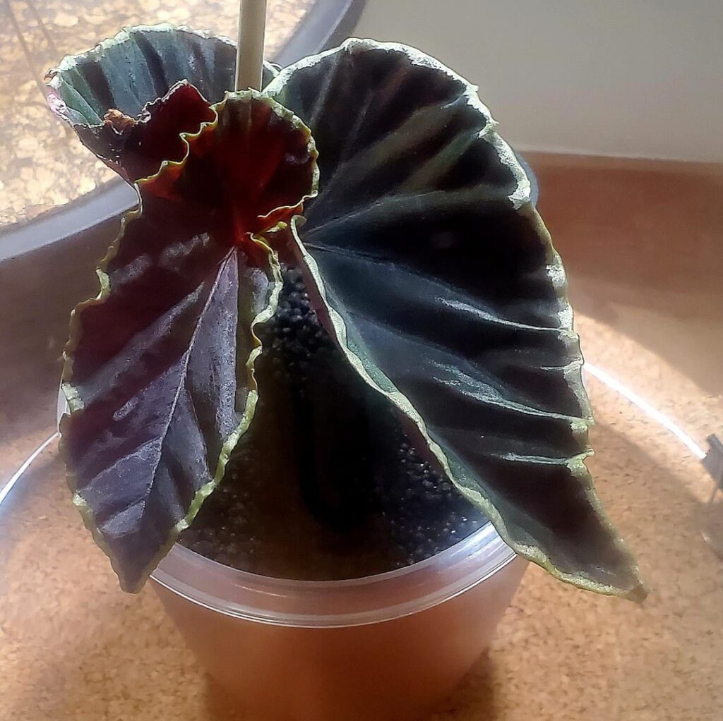 Begonia Darthvaderiana