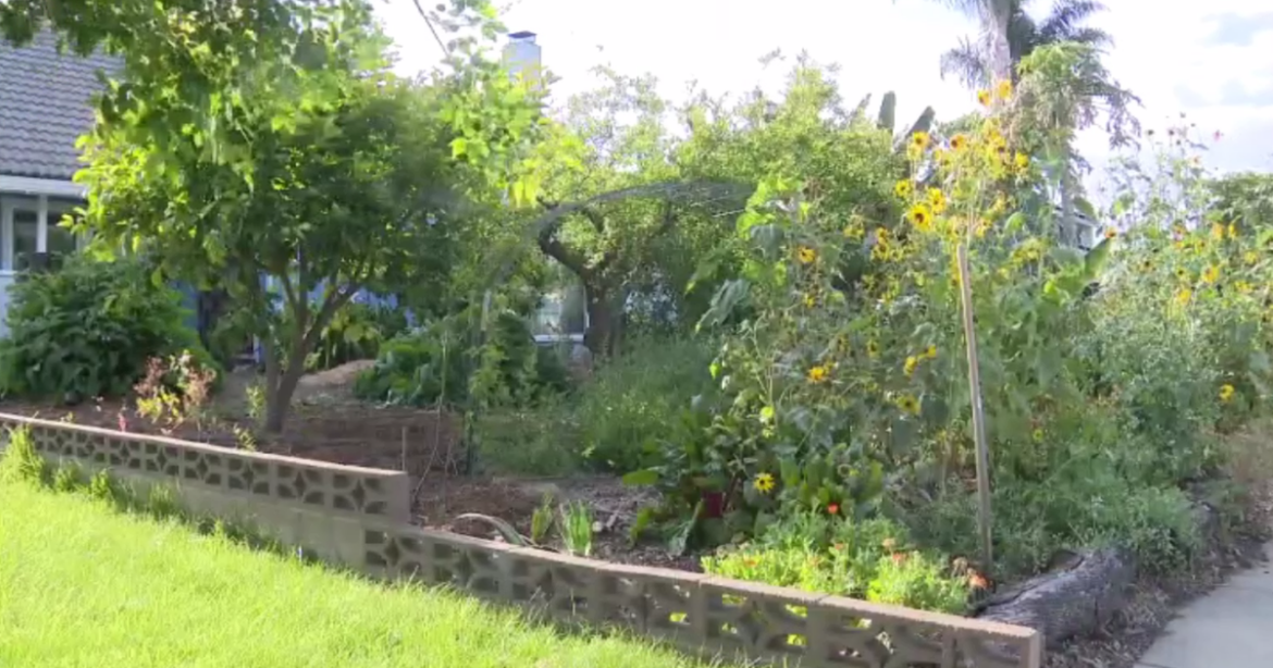 Chino man’s home garden sparks debate amongst neighbors Chino man's home garden sparks debate amongst neighbors