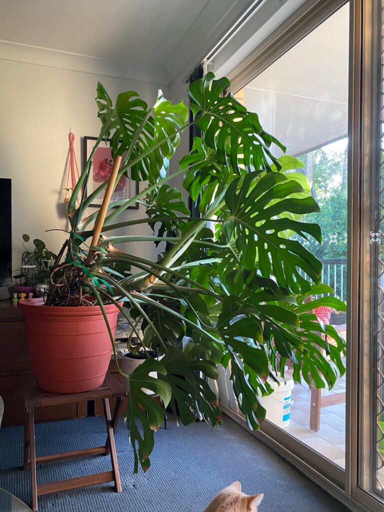My monstera is becoming a problem