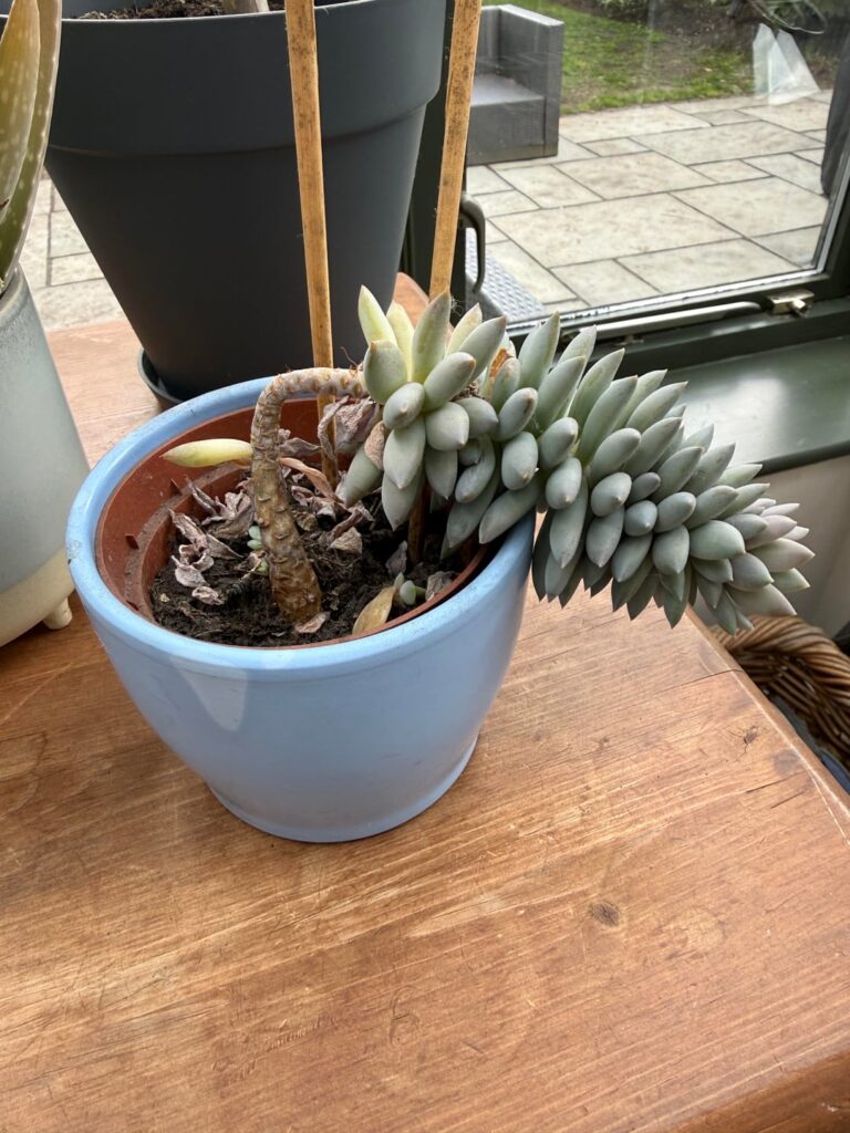What would be the best way to help this plant so it starts growing upright?
