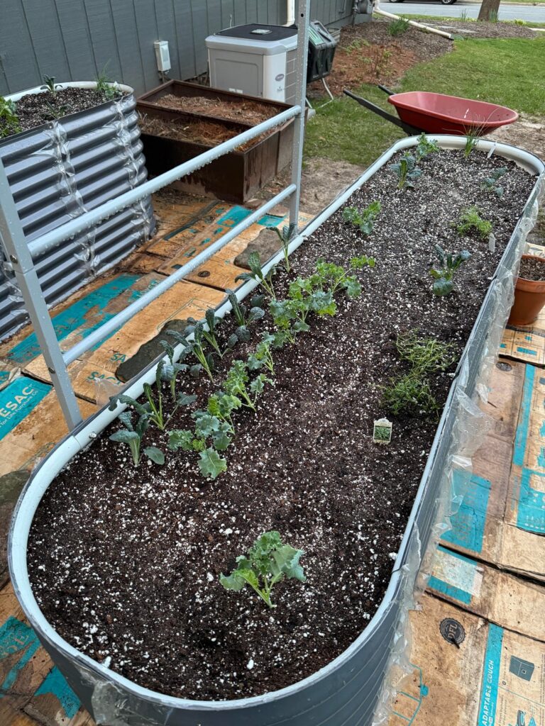 Baby kale production