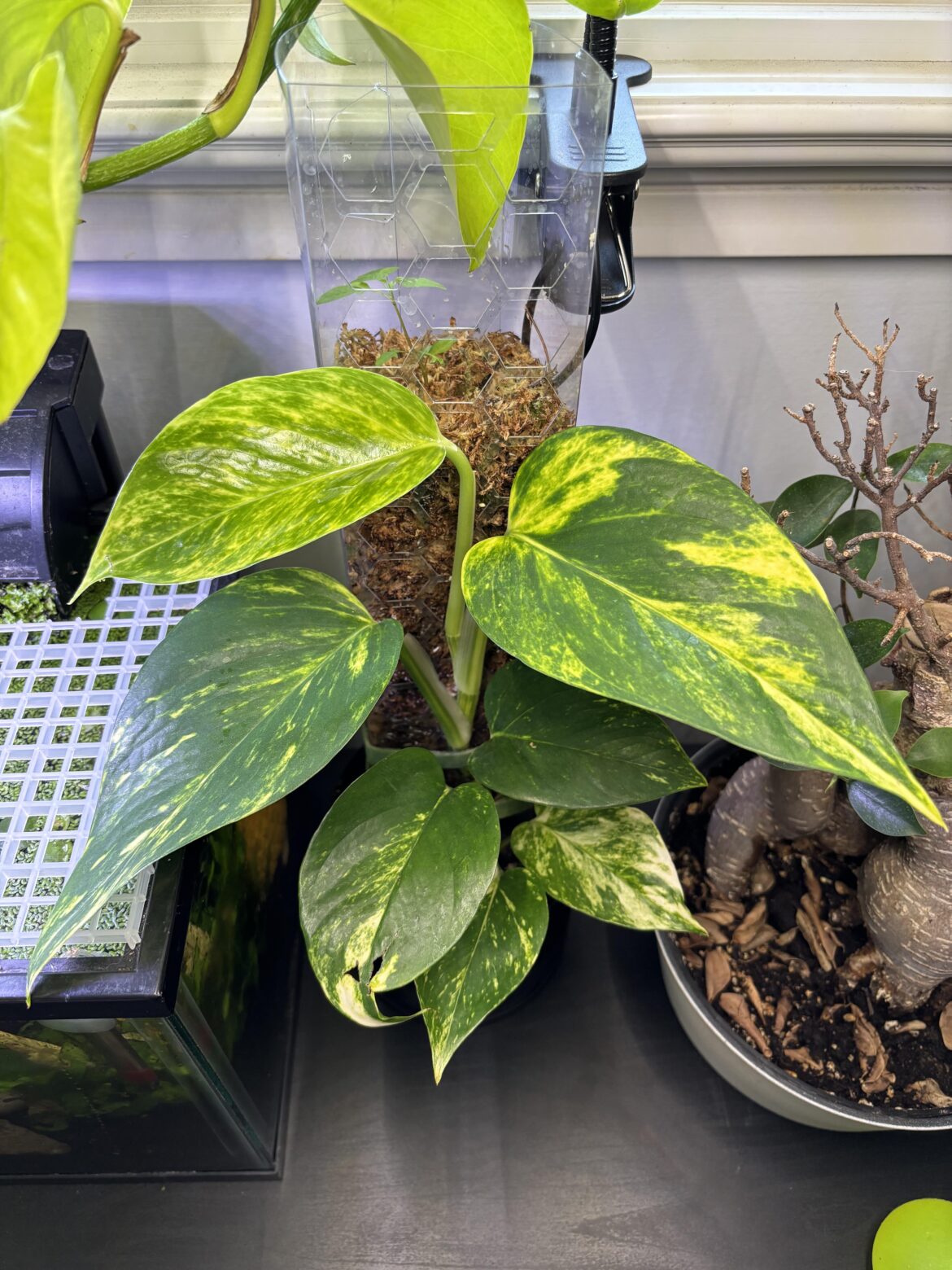 More and more variegation!