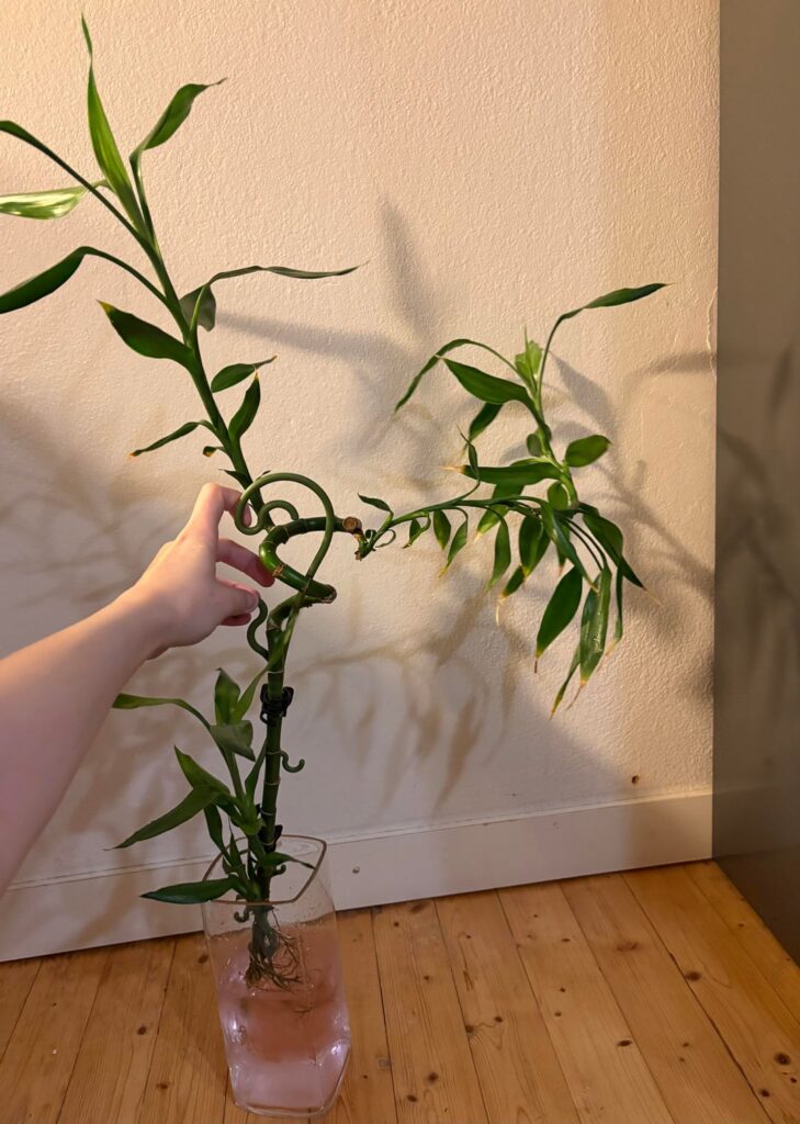 IKEA lucky bamboo gone wild
