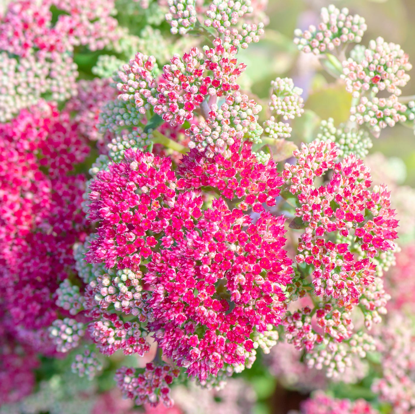 sedum flowers