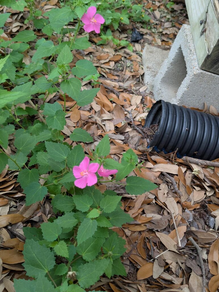 Texas Swamp-Mallow? Texas Swamp-Mallow?