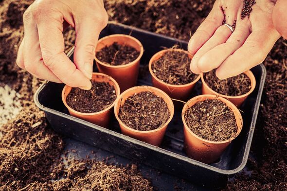 Seed sowing in springtime