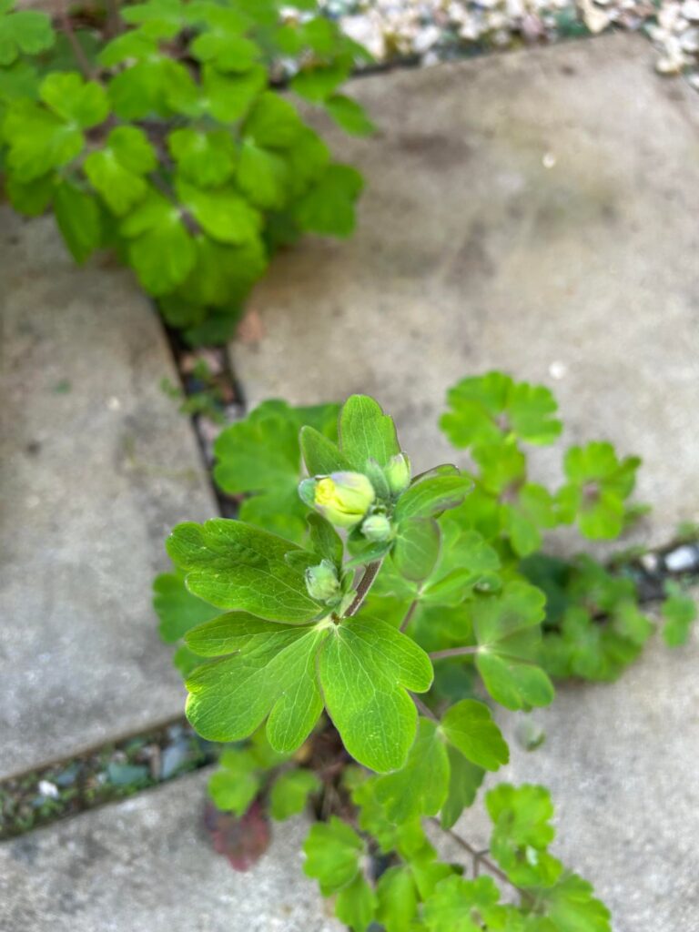 Plants in yard
