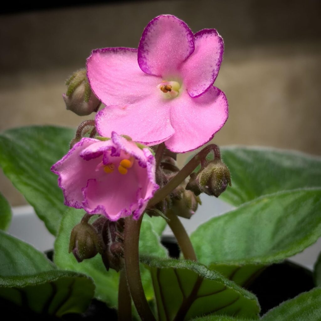 Optimara ‘Rhapsodie Michele’ Optimara 'Rhapsodie Michele'