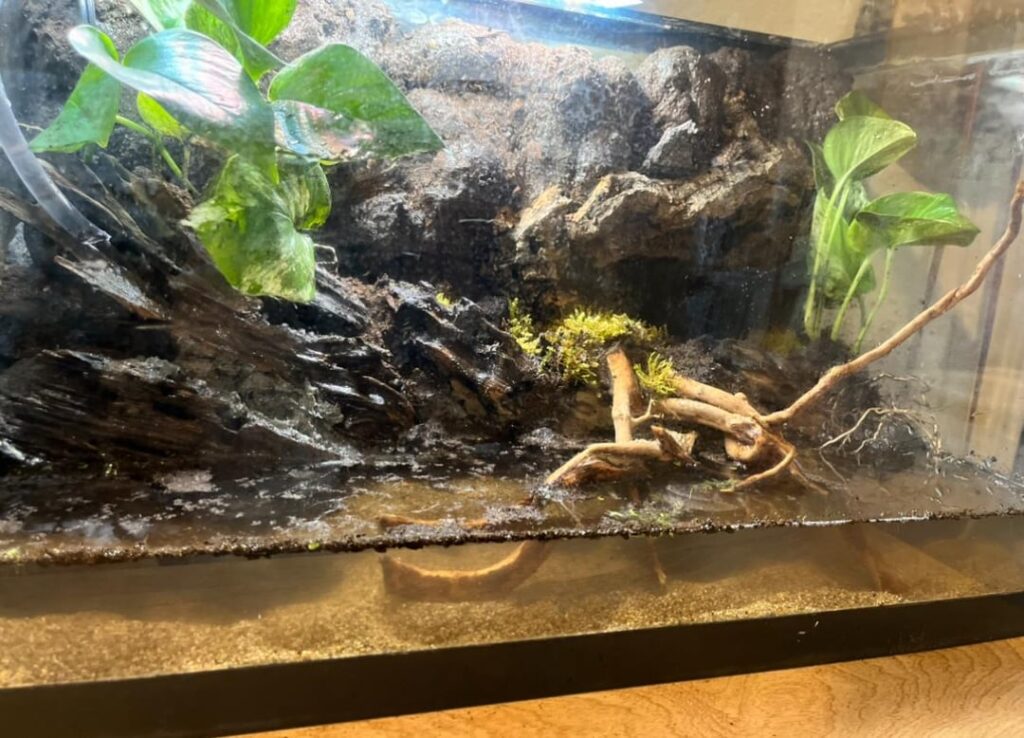 Plants for shallow water paladarium? Plants for shallow water paladarium?