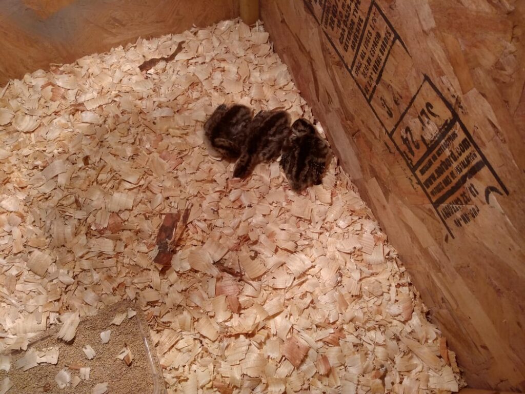 My first turkeys