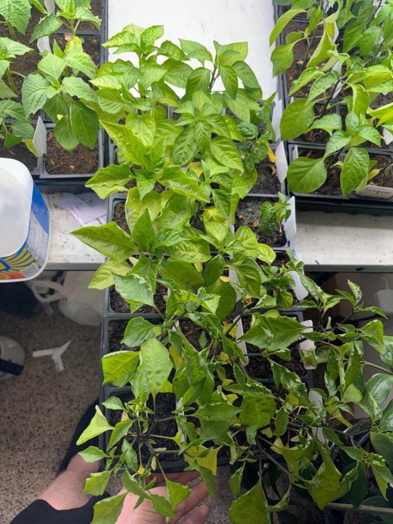 Need help with my pepper seedlings