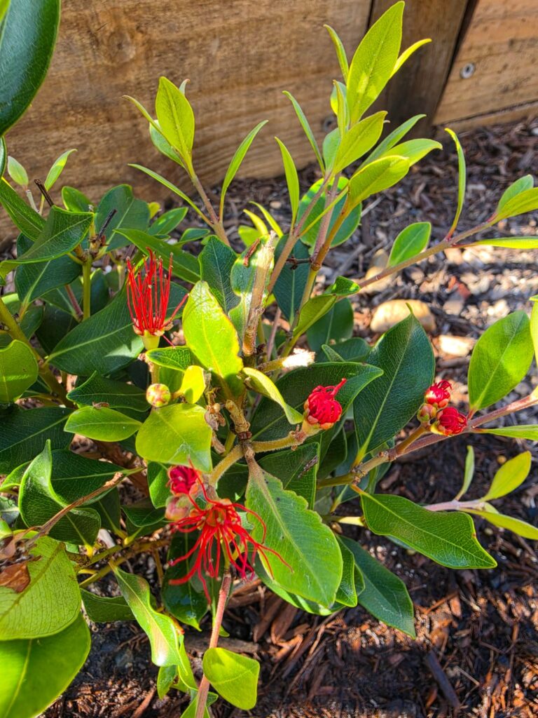 Hi guys can someone identify these plants for me?