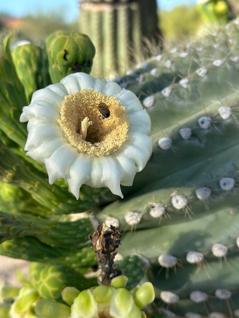 The Saguaros are blooming