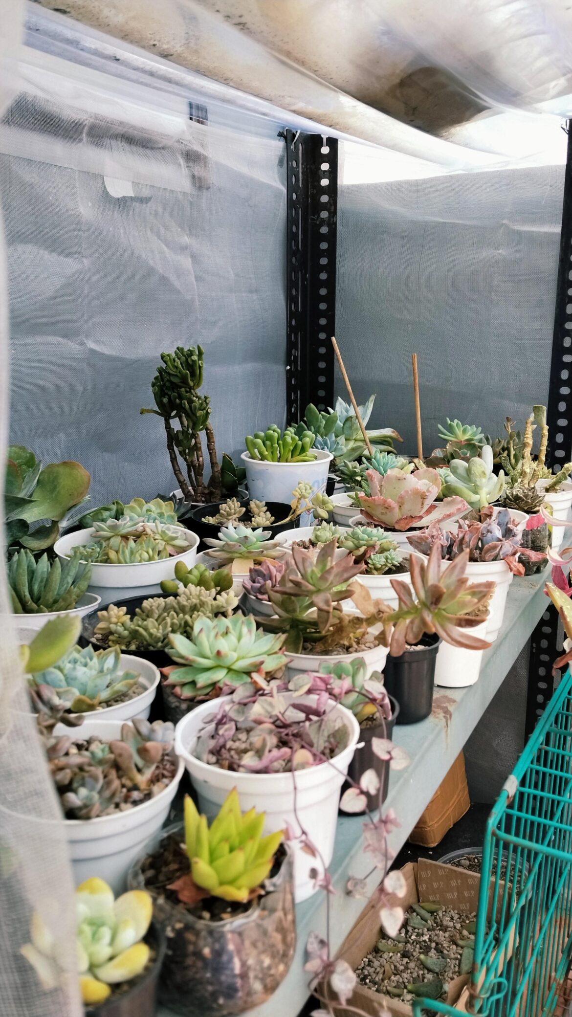 My Collection