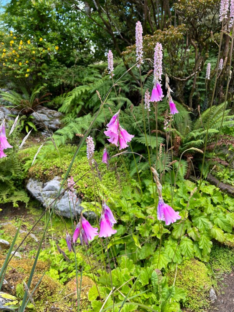 I’ve never been able to identify this plant I found in Ireland 4 years ago!