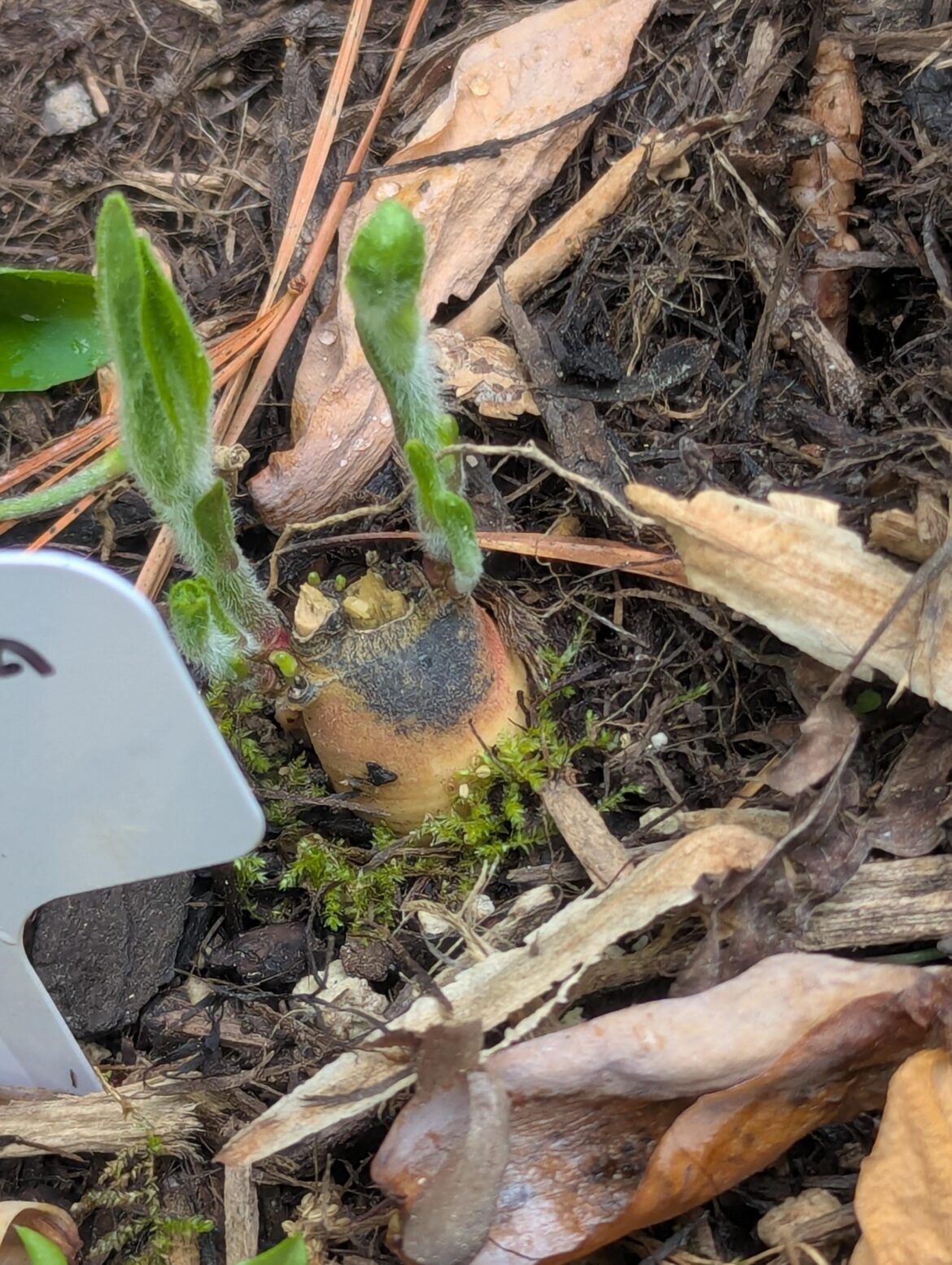 Should a. tuberosa's "tuber" be exposed?