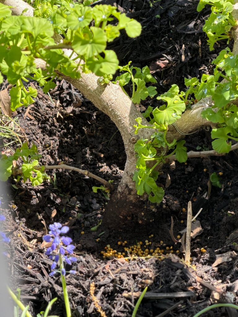Inherited trees planted too deep. What to do? Inherited trees planted too deep. What to do?
