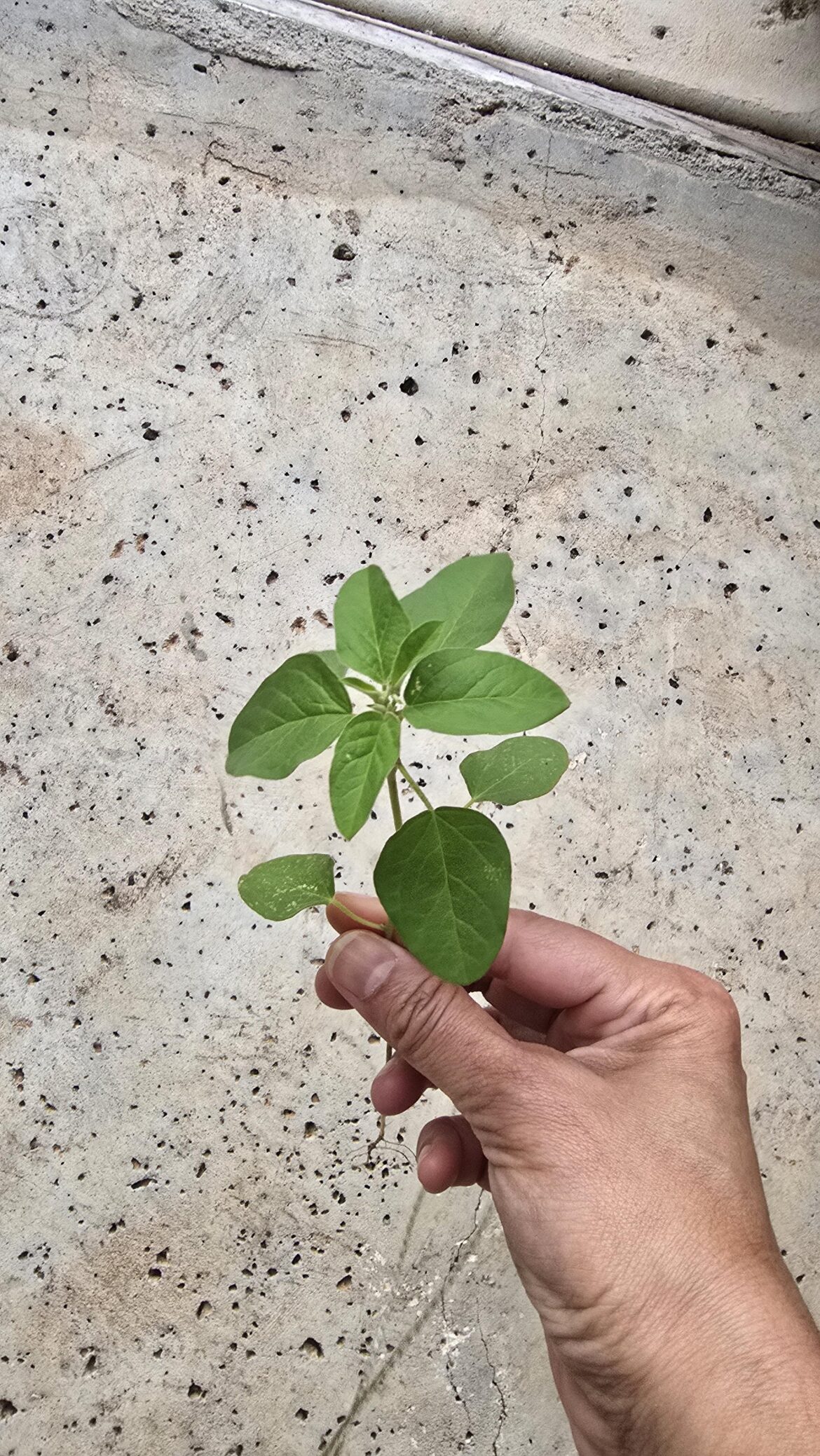 Pigweed? Edible? Pigweed? Edible?
