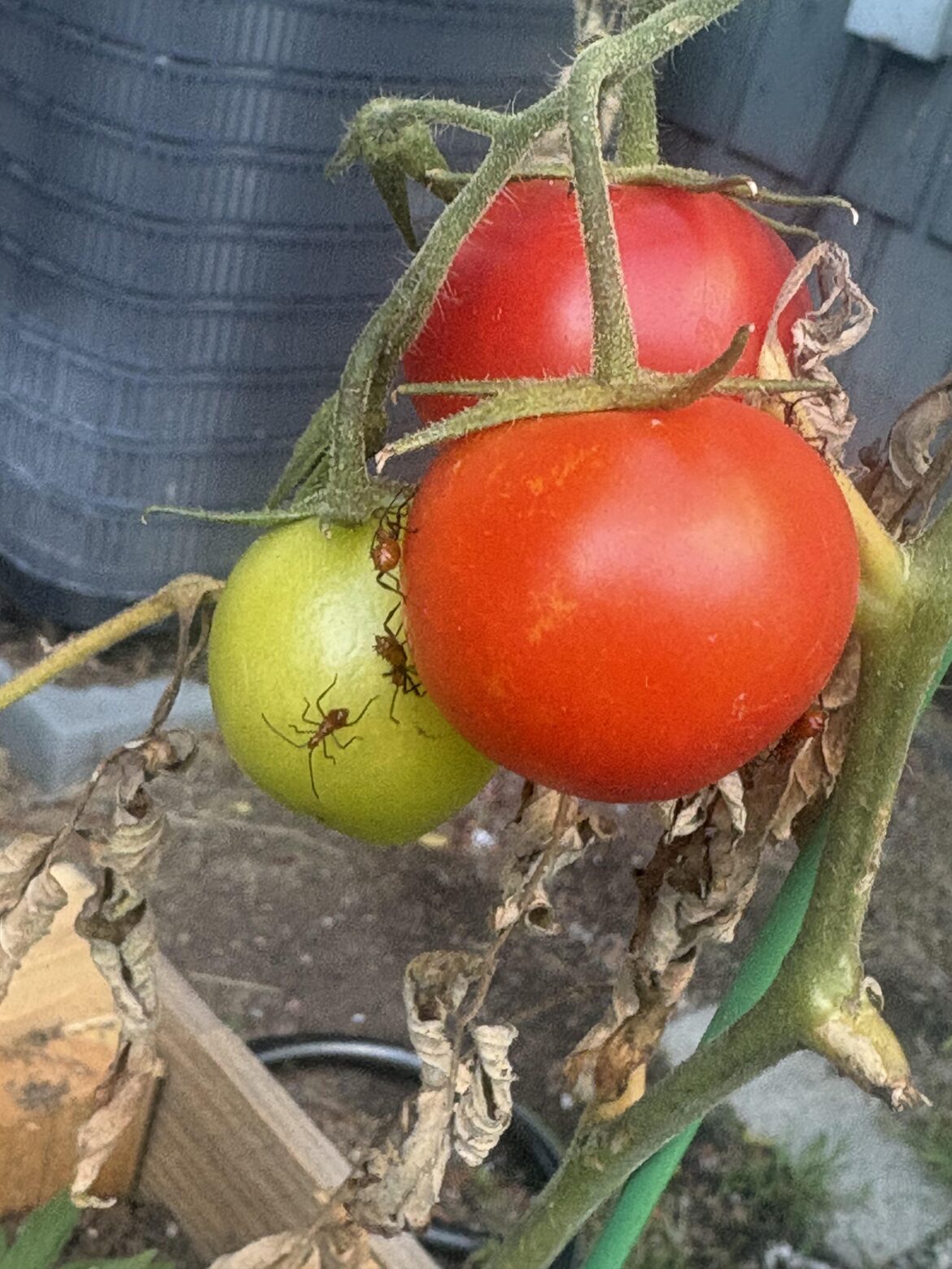 Can anyone tell me what these are that have been chilling on my tomatoes??