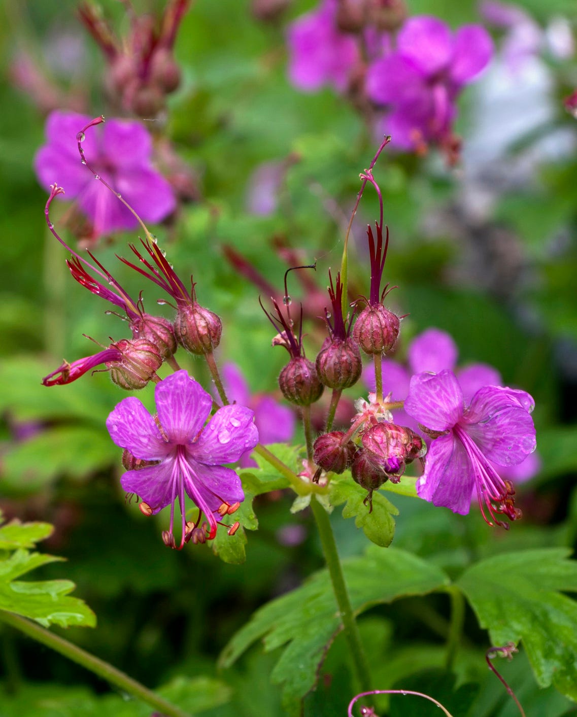 best shade plants