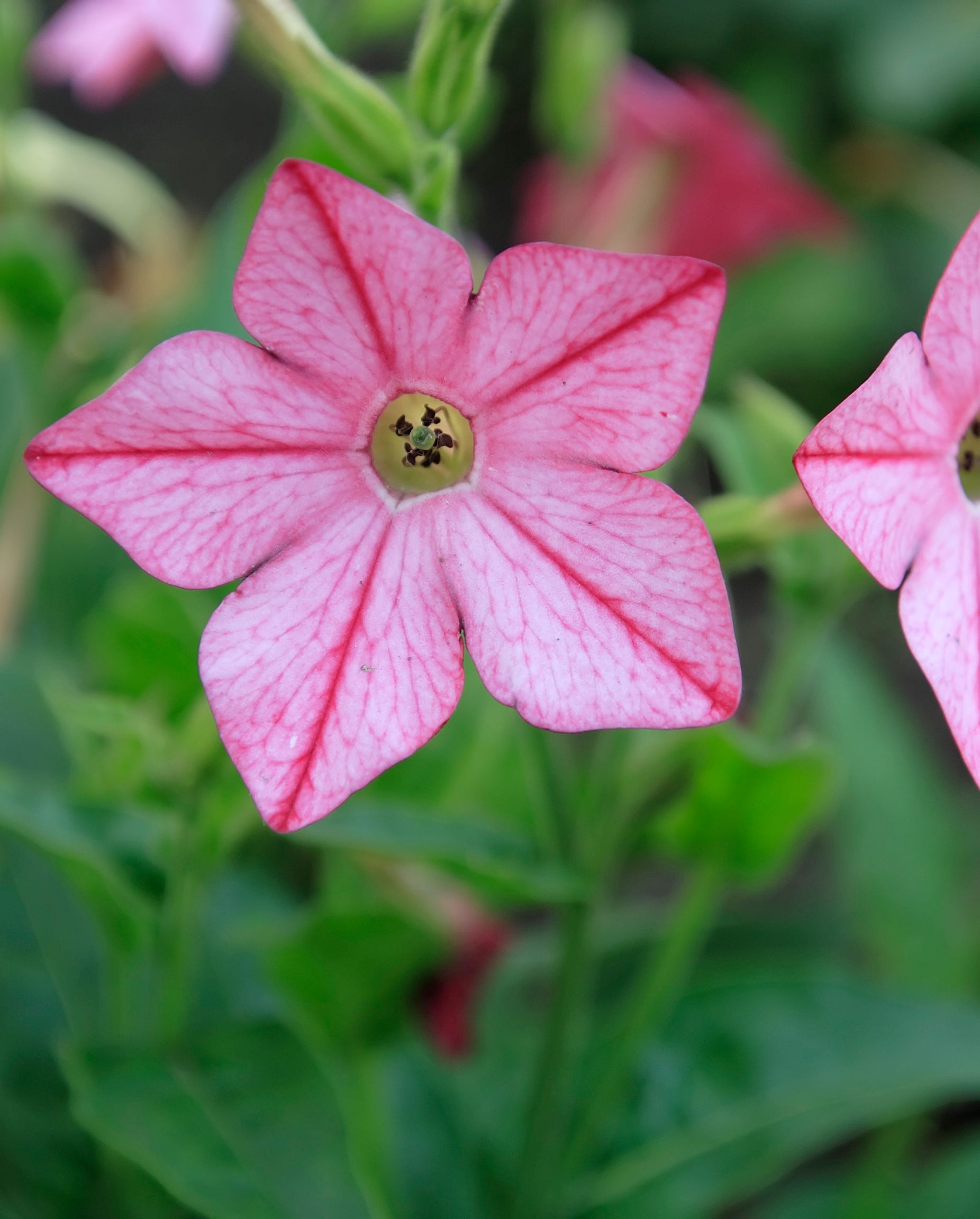best shade flowers flowering tobacco