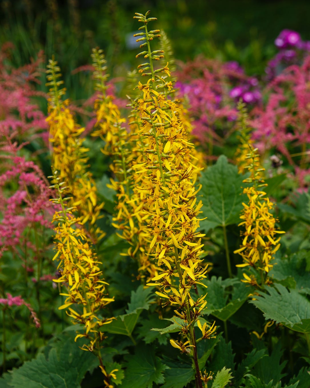 shade flowers
