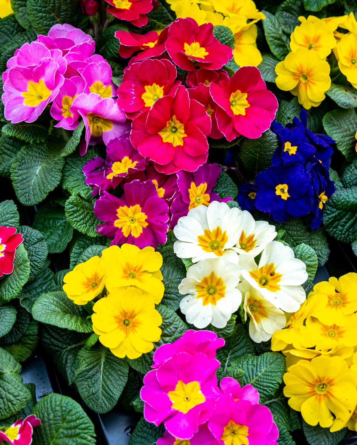 shade loving flowers