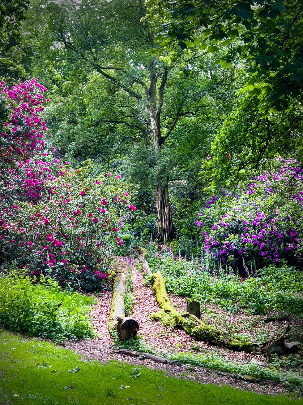 sheringham park's pathways lined with pink and purple rhododendrons