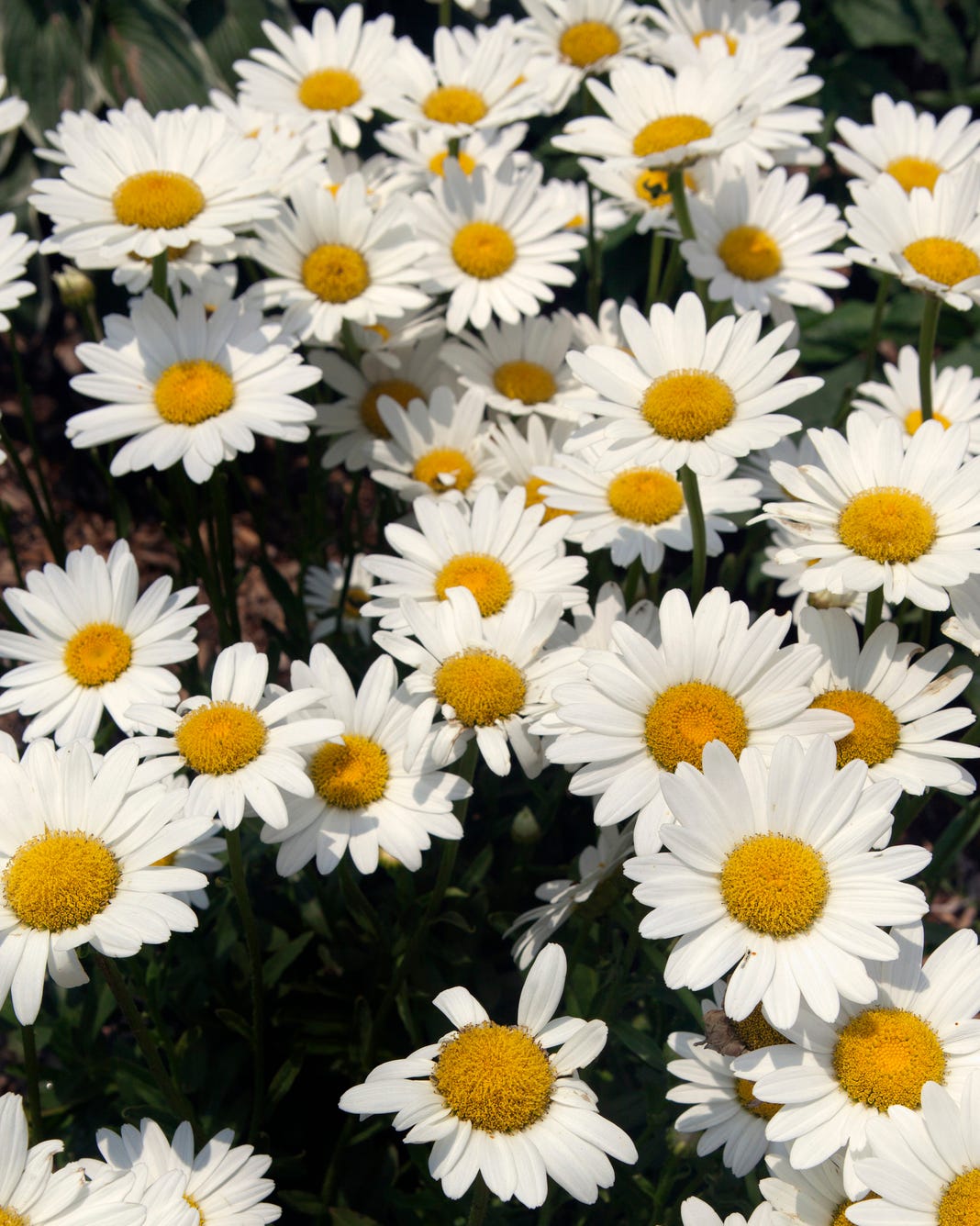 shasta daisies