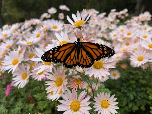 This Monarch butterfly found nourishment in late October on a Sheffield Daisy. (Dawn Ziegenfus Knepp)