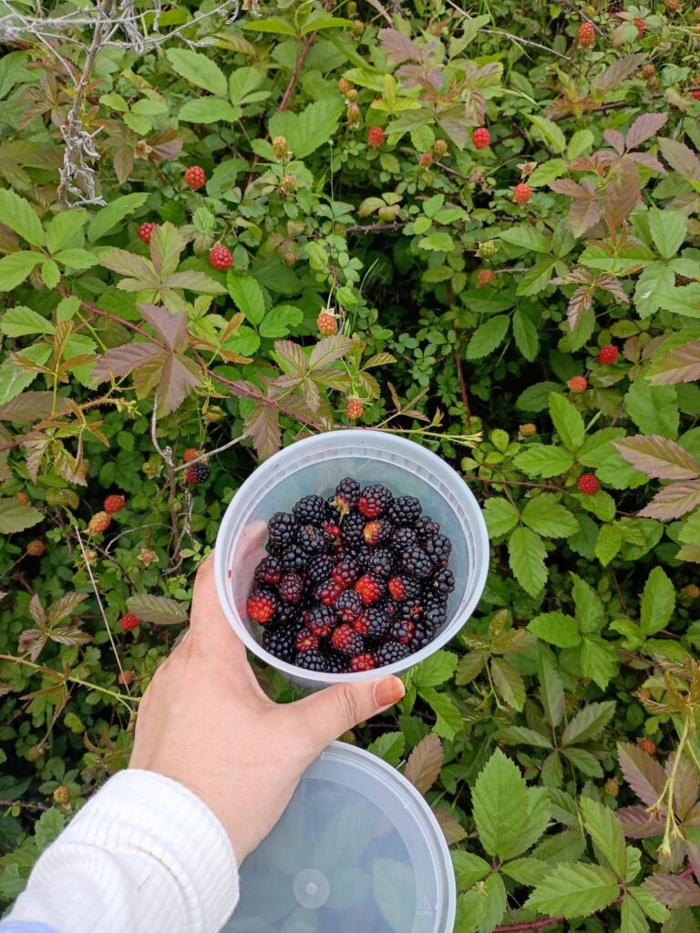 Blackberies or dewberries? North Texas