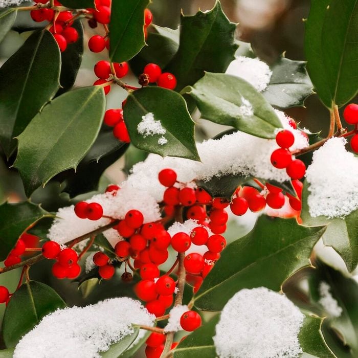 American,holly,(ilex,opaca),with,red,berries.