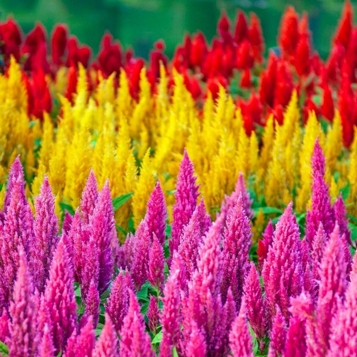 How to Grow and Care for Celosia Plants (Cockscomb) How to Grow and Care for Celosia Plants (Cockscomb)