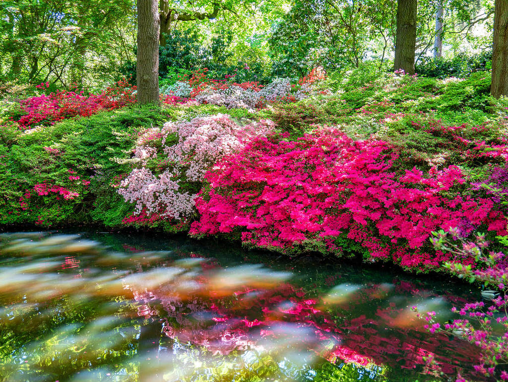 Pink vibrant flowers in spring season reflected in a lake in Richmond park Isabella plantation in a sunny day, London