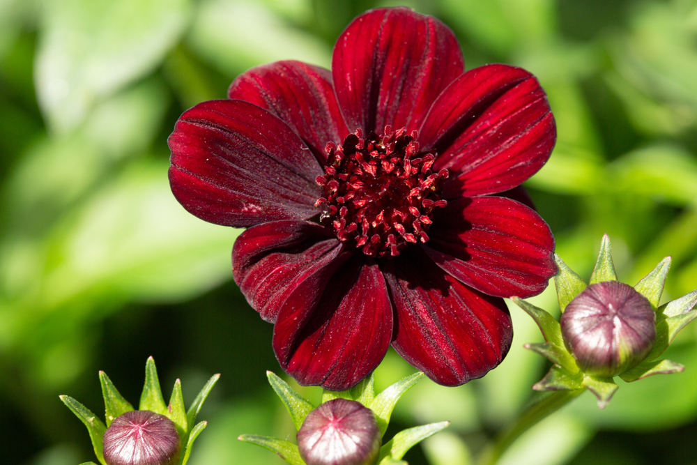 chocolate cosmo, red petals