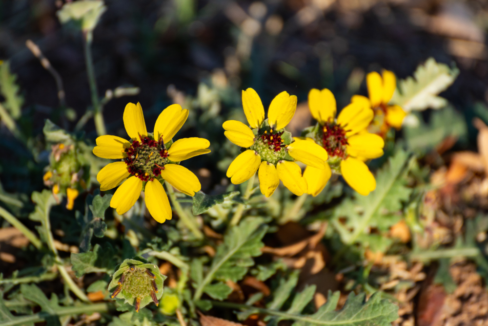 chocolate daisies, yellow petals with brown center