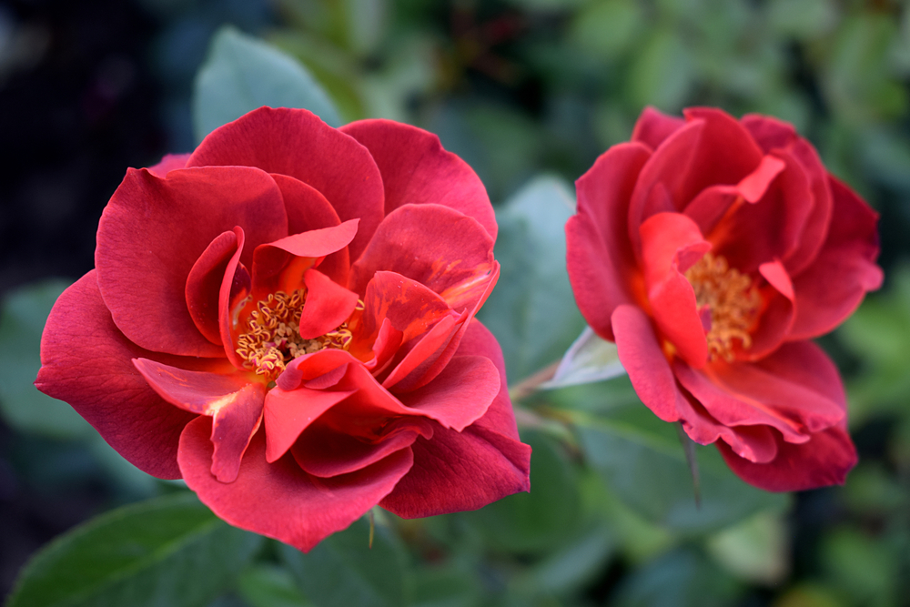 hot cocoa roses, red roses