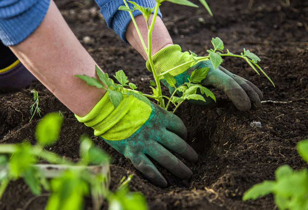 Attention, cottage gardeners: Canada’s Plant Hardiness Zone Map has been updated A woman digging into the ground wearing gardening gloves