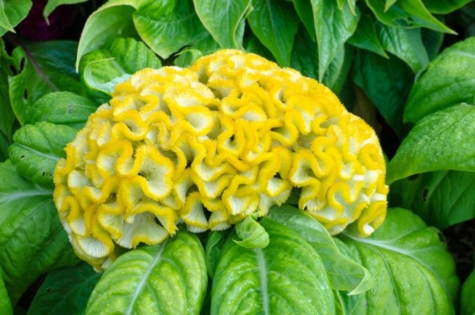 Shutterstock 212841025, celosia