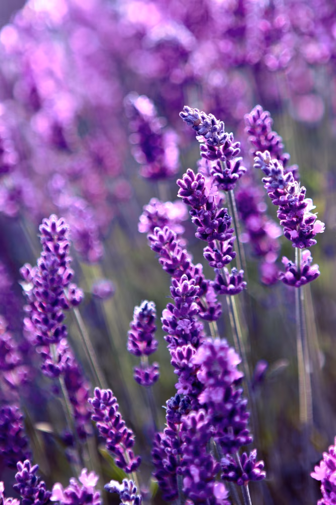 Lavender field lit by sunlight