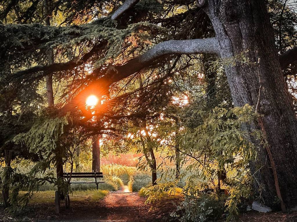 View of a sunset through the branches of a Cedar Pine tree in Wimbledon Common 