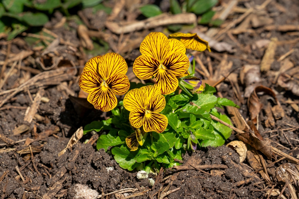 Tiger Eyes Viola, yellow petals with an intricate brown pattern