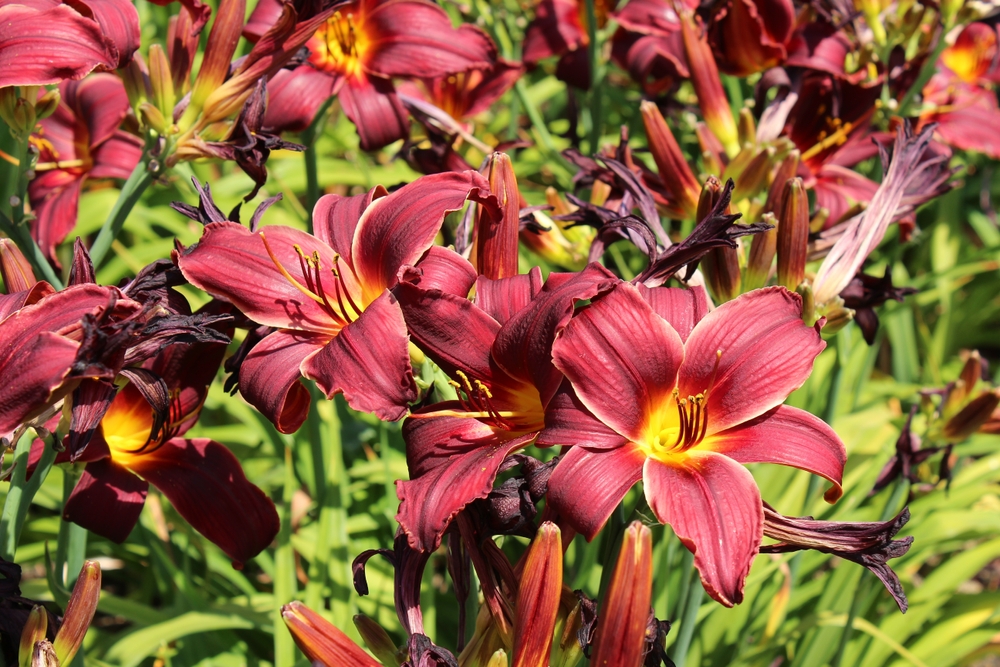 hot chocolate daylily, red petals with yellow center