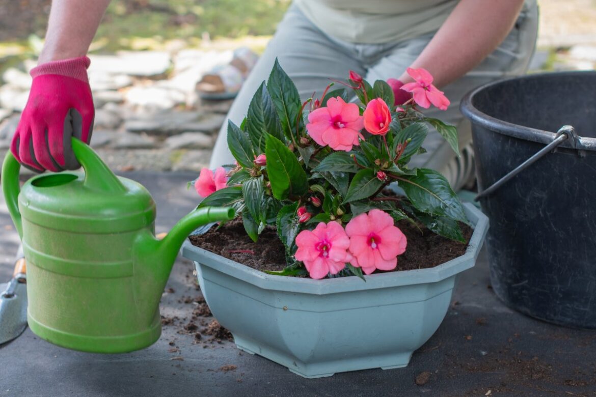 These Flowering Plants Perform Better Than Most—Here's Why