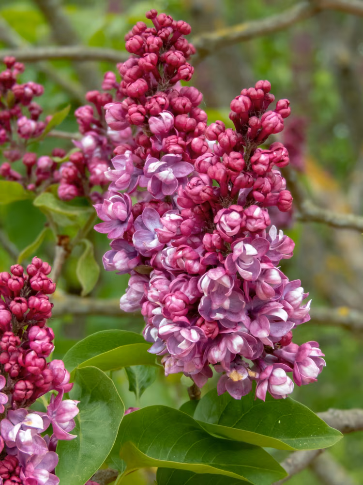 Reddish-purple lilac or Syringa vulgaris clusters captured in detail