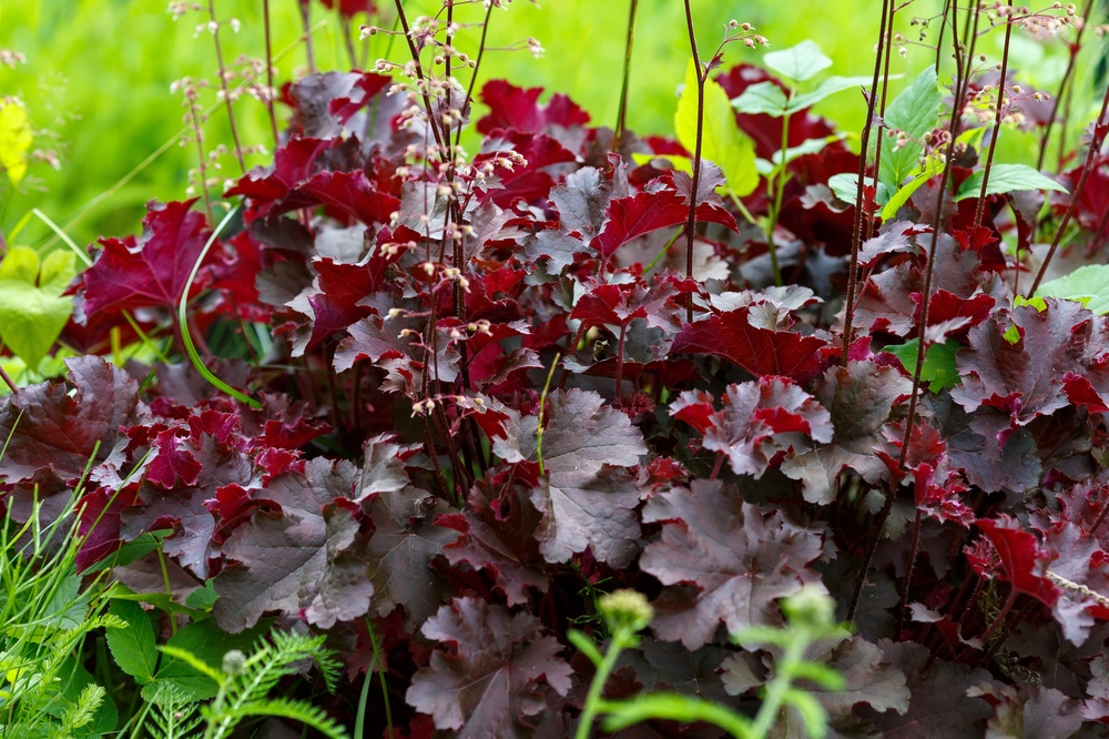 chocolate ruffles coralbells, red wavy leaves