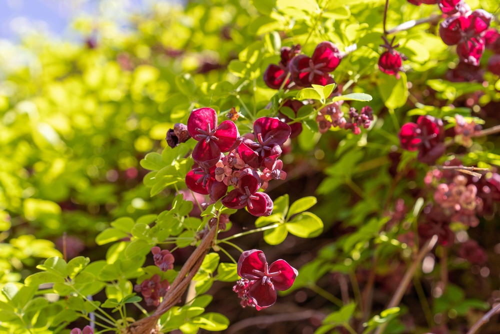 chocolate vine, green leaves and red flowers