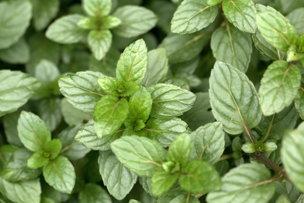 green chocolate mint plants