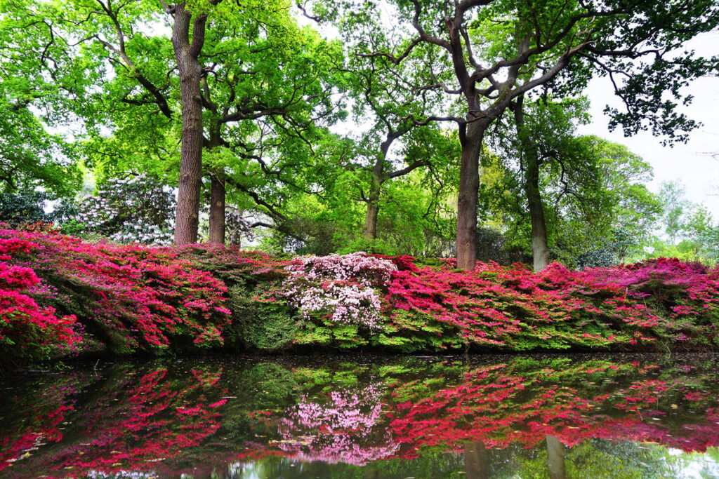 Azaleas blooming by the water at Isabella Plantation