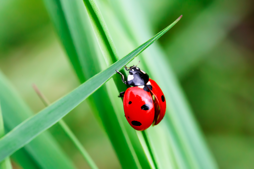 How to Use Ladybugs and Praying Mantis in the Gardens How to Use Ladybugs and Praying Mantis in the Gardens